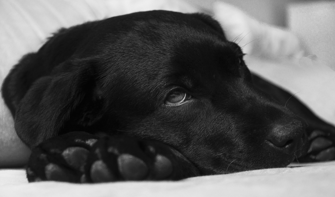 Hot spot nei cani: fattori scatenanti e misure di trattamento